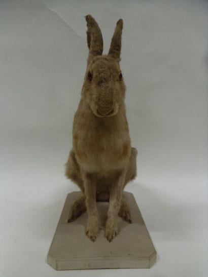 Lièvre d'Europe (Lepus europaeus) (CH) :...