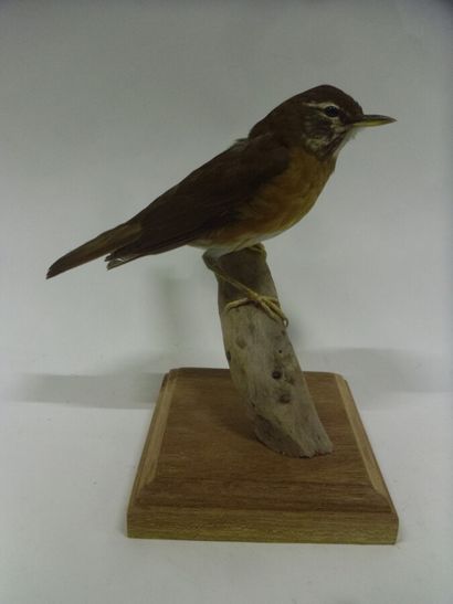Grive obscure (Turdus obscurus) (CH) : spécimen...