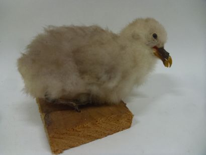 Pétrel fulmar (Fulmarus glacialis) (CE) :...
