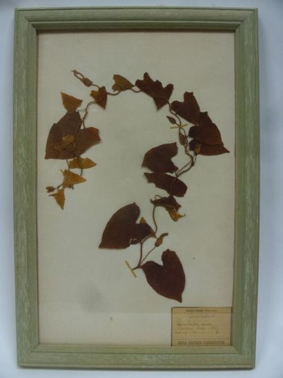 Un cadre vitré contenant une planche d'herbier...