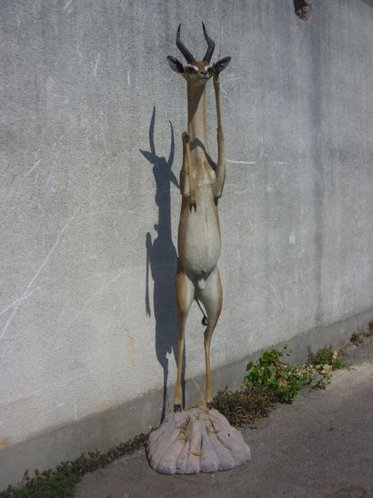 Gazelle de Waller ou Gerenuk (Litocranius...