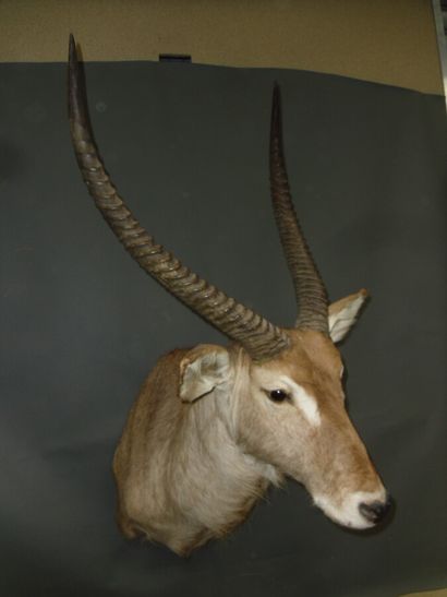 Cob defassa (Kobus defassa) (CH) : tête en...