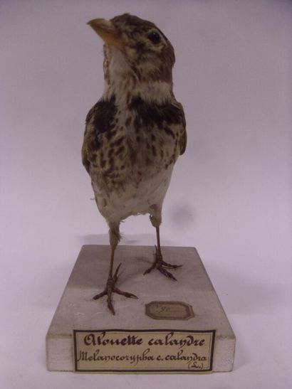 Alouette calandre (Melanocorypha calandra)...