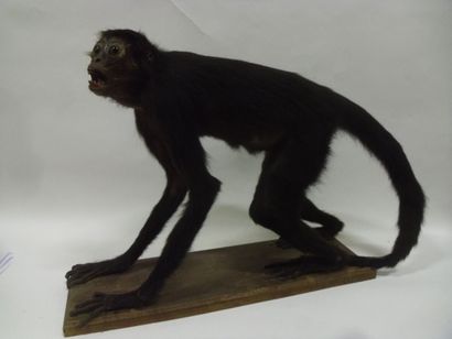 Primate spp (II/B) : spécimen naturalisé...