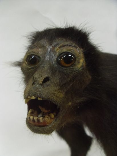 Primate spp (II/B) : spécimen naturalisé...