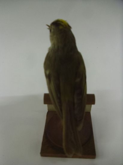 Roitelet huppé (Regulus regulus) (CE) : spécimen...