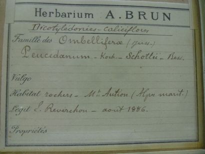 Un cadre vitré contenant une planche d'herbier...