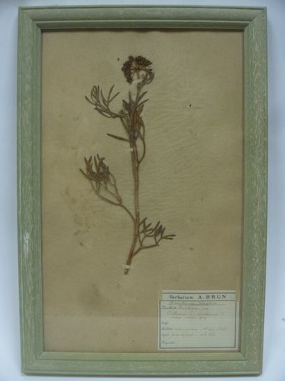 Un cadre vitré contenant une planche d'herbier...