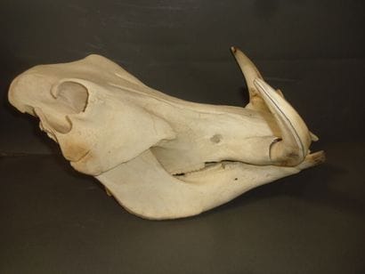 Phacochère d'Afrique (Phacochoerus aethiopicus)...