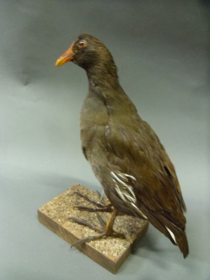 Poule d'eau (Gallinula chloropus) (CH) :...