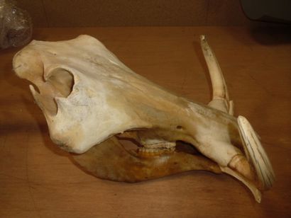 Phacochère d'Afrique (Phacochoerus aethiopicus)...