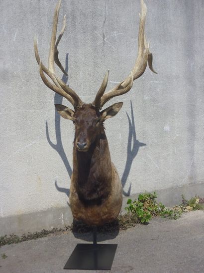 Wapiti (Cervus candensis) (CH) : tête naturalisée...