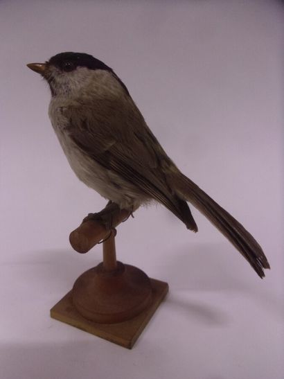 Mésange nonnette (Parus palustris) (CE) :...