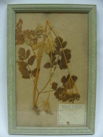 Un cadre vitré contenant une planche d'herbier...