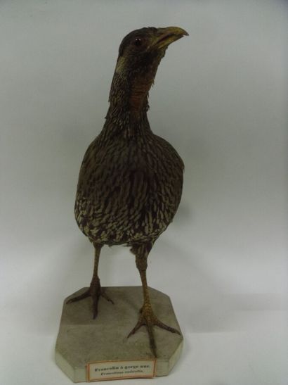 Francolin à gorge rouge (Pternistis afer)...
