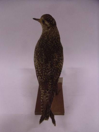 Pluvier doré (Pluvialis apricaria) (CH) :...