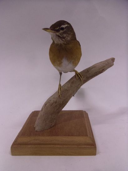 Grive obscure (Turdus obscurus) (CH) : spécimen...