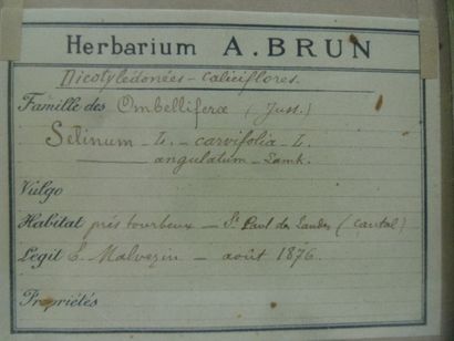 Un cadre vitré contenant une planche d'herbier...