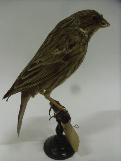Bruant proyer (Emberiza calandra) (CE) :...