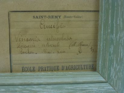 Un cadre vitré contenant une planche d'herbier...