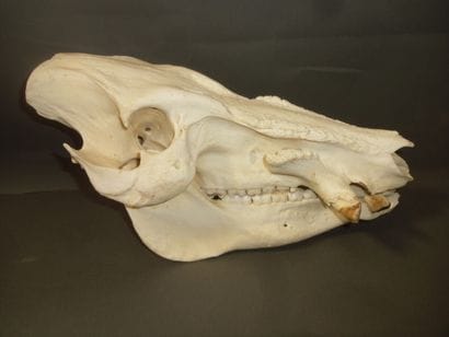Potamochère d'Afrique (Potamochoerus porcus)...