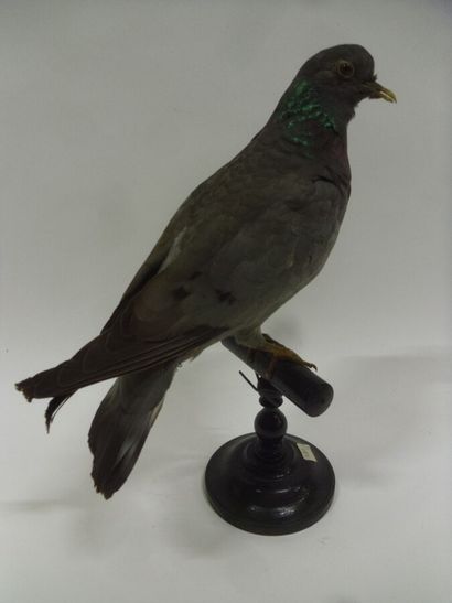 Pigeon colombin (Columba oenas) (CH) : spécimen...