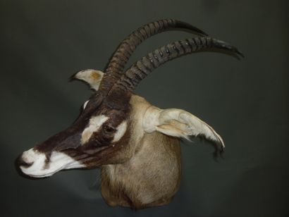 Hippotrague rouan de l'ouest (Hippotragus...