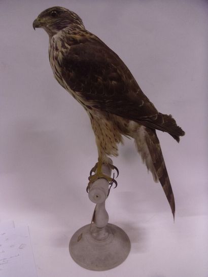 Autour des palombes (Accipiter gentilis)...