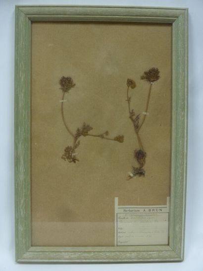 Un cadre vitré contenant une planche d'herbier...