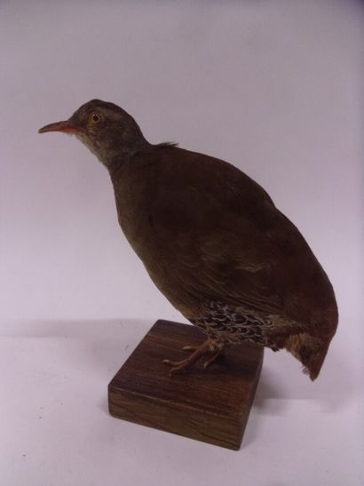 Tinamou à petit bec (Crypturellus parvirostris)...