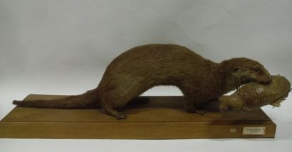 Loutre d'Europe (Lutra lutra) (I/A-CE) pré-convention...