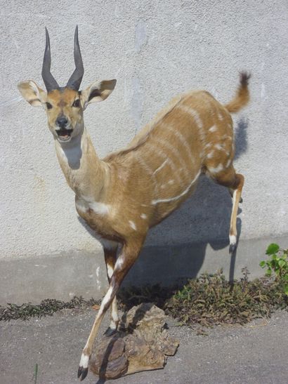 Guib harnaché (Tragelaphus scriptus) (CH)...