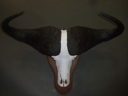 Buffle caffer (Syncerus caffer) (CH) : crâne...