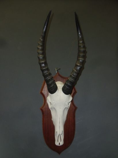 Blesbok (Damaliscus pygargus) (CH) : massacre...