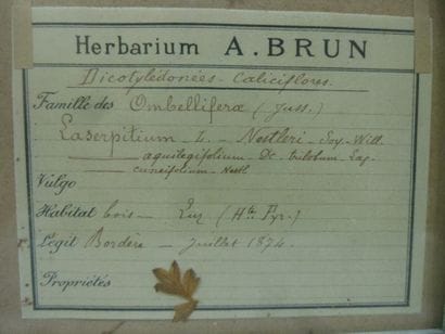 Un cadre vitré contenant une planche d'herbier...