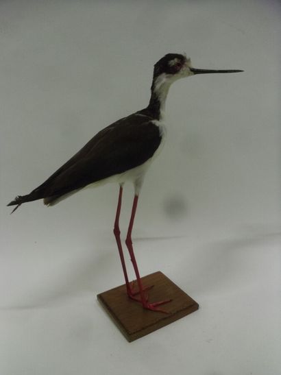 Echasse d'Amérique (Himantopus mexicanus)...