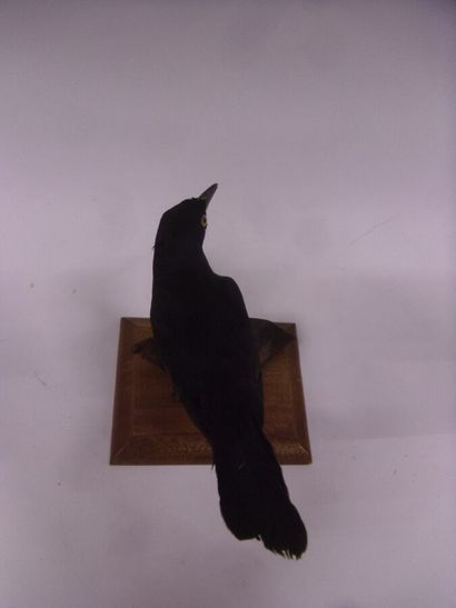 Quiscale merle (Quiscalus lugubris) (CE)...