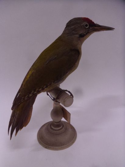 Pic cendré (Picus canus) (CE) : spécimen...