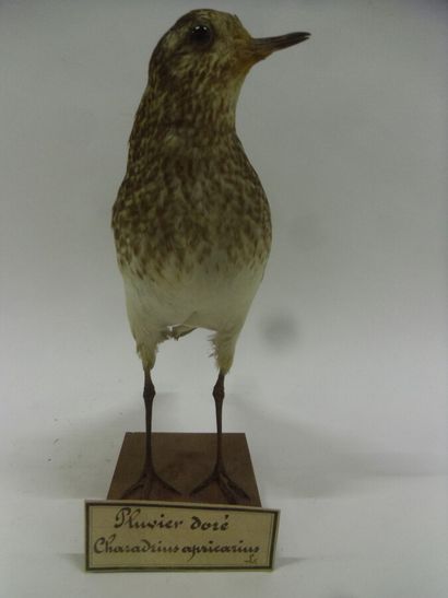 Pluvier doré (Pluvialis apricaria) (CH) :...