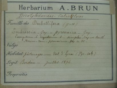 Un cadre vitré contenant une planche d'herbier...