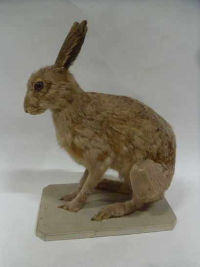 Lièvre d'Europe (Lepus europaeus) (CH) :...