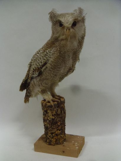 Grand-duc du Népal (Bubo nipalensis) (II/B)...