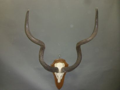 Grand koudou (Tragelaphus strepsiceros) (CH)...