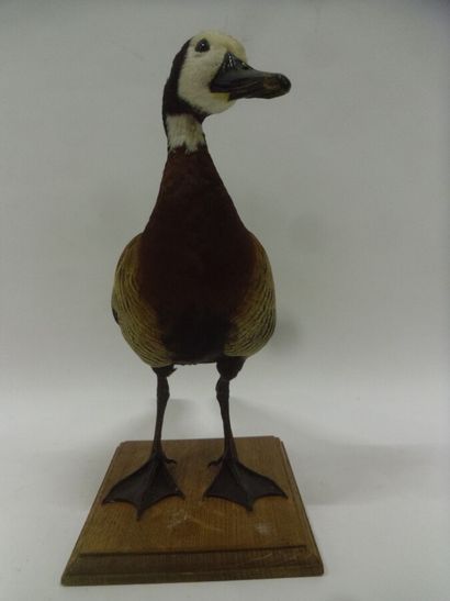 Dendrocygne veuf (Dendrocygna viduata) (CE)...