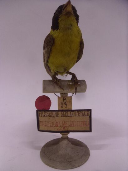 Bruant mélanocéphale (Emberiza melanocephala)...