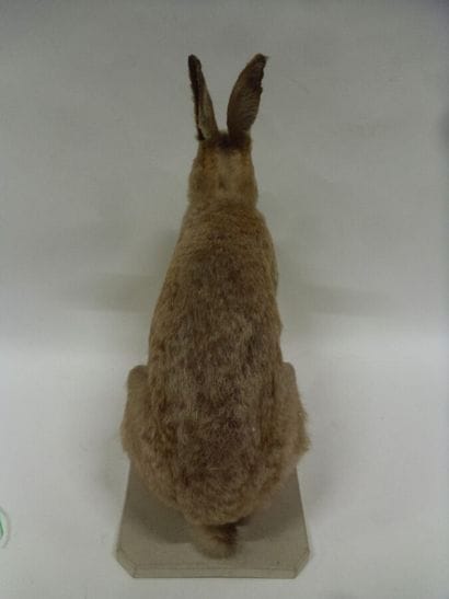 Lièvre d'Europe (Lepus europaeus) (CH) :...