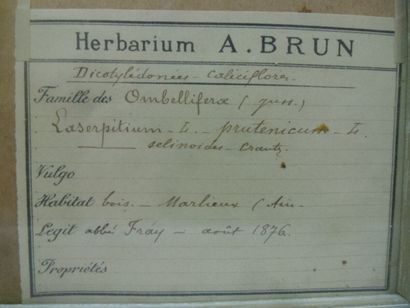 Un cadre vitré contenant une planche d'herbier...