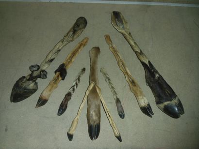 Un lot de 9 pattes d'antilopinae spp dont...