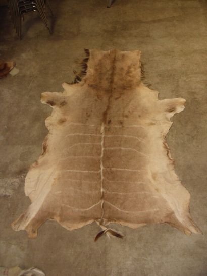 Une peau de Grand koudou (Tragelaphus strepsiceros)...