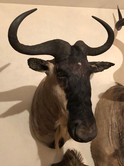 Gnou (Connochaetes taurinus) (CH) : tête...